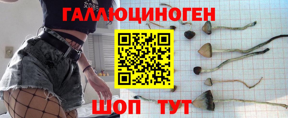 Семилуки  Псилоцибиновые грибы GOLDEN TEACHER  Вход с VPN  Псилоцибиновые грибы Psilocybine cubensis 